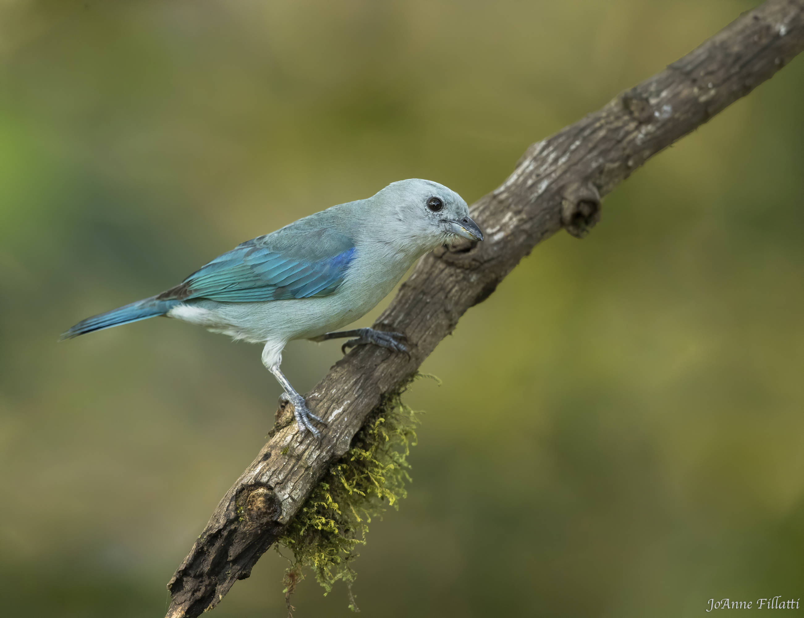 bird of ecuador image 26